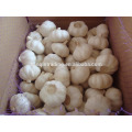 Fresh Chinese garlic from China garlic supplier